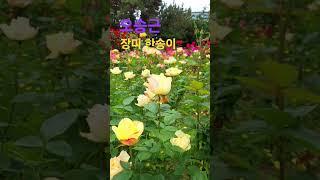 화명 장미원 2025.5.21.