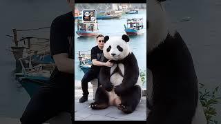 Musk and Panda Hit Hainan: Fishing Boats and Coastal Vibes. #elonmusk #panda #hainan #china #spacex