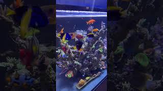 Innovative Marine 200ext Reef Feeding Blackworms