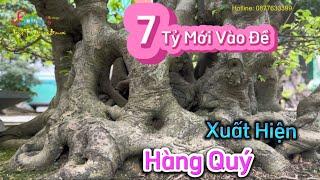 Về Thuận Thành xem Cây Sanh thật sự Quý, Ông Chủ ra đề 7 Tỷ có thể đàm phán