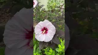 First blooms of the season perfect storm hibiscus￼