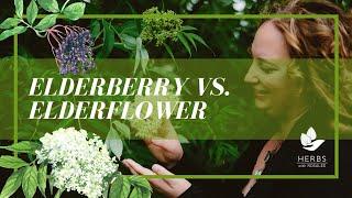 Elderflower vs.  Elderberry (Health Benefits of Elderberry)