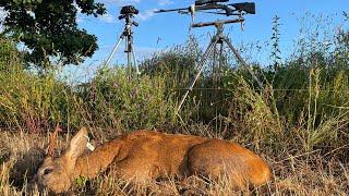 Blaser k95 ultimate, Hunting Roe Deer @BlaserRifles @ChuaThienQuangOfficial