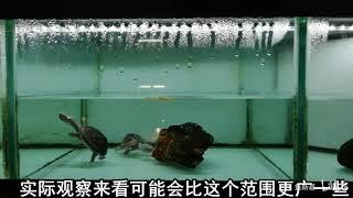 麝香龟饲养简介 非常好养 最适合新手的蛋龟品种