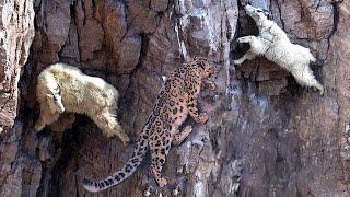 Incredible Fight! Mountain Goat Tossing Snow Leopard Fall Down From Cliff To Escape Mountain