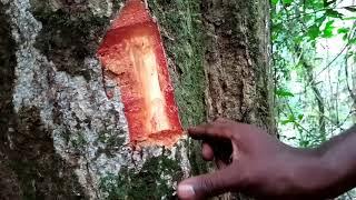 Tropical forestry | How to identify Pycnanthus tree (ilomba or Akomu) in the Forest