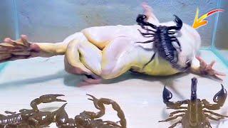 Giant Asian Bullfrog With Big Black Scorpion! Asian Bullfrog Feeding