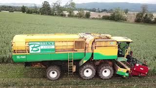 Bruce Farms - Harvesting Broad Beans in Perthshire with 6x PMC/Ploeger harvesters, September 2021