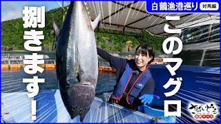 全部で何人前？！でっかいマグロを釣り上げて、かほなんが豪快に捌く！【白鶴漁港巡り 長崎県対馬編】