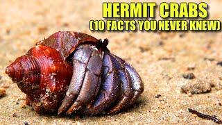 Hermit Crab  (10 FACTS You NEVER KNEW)