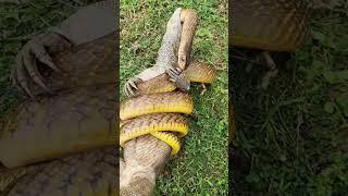 "The strange and wonderful sight of two snakes!" #snakeresque #shorts #reels #animals
