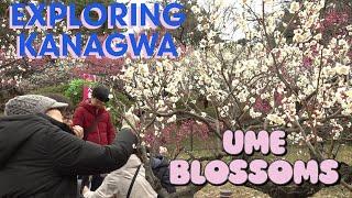 Ume plum flowers bloom to bring the spring season to Yokohama! EXPLORING KANAGAWA!