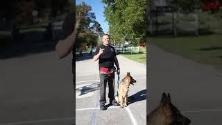 Teaching a German Shepherd How to Walk #germanshepherd #germanshepherdsoftiktok  #dog