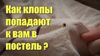 Откуда берутся клопы в постели и из-за чего они могут в ней жить?