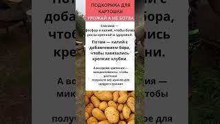 Чем подкармливать картошку для хорошего урожая #картофель #огород #подкормка