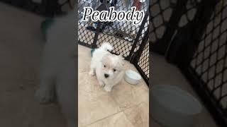 Coton de Tulear Puppies For Sale - Lacey 11/15/24