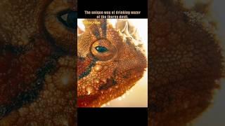 Thorny Devil: The Desert's Tiny Tank! #short #animals #wildlife #DesertLizard  #NatureFacts