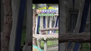 渝可绷带床塌方了，渝可懵了，咋回事呢？一秒床变窗帘 #大熊猫渝可渝爱 #大熊猫