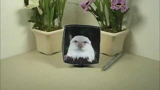 Bald Eagle optical illusion Picture