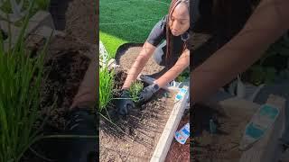 VLOG - 2024 Gardening Season - Herbs, blueberries, corn, etc