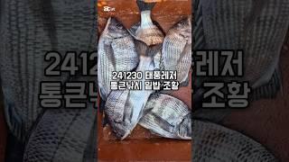 241230 태픙레저 통큰낚시 밑밥 조황