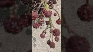 Rudraksha tree