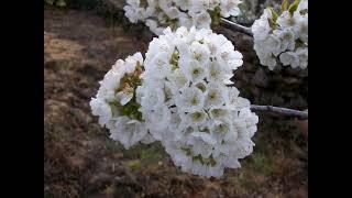 Cerezos en flor. La Pedrosa. Piornal. Valle del Jerte (1)