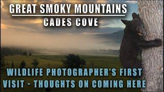 Pro Wildlife Photographer's First Visit to Cades Cove in Great Smoky National Park for Bears