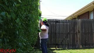 Trimming/Shaping the Privet Hedge  (2023)