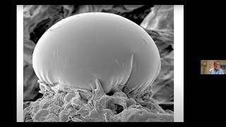 Exploring the fascinating development of cannabinoid-producing trichomes -  Zamir Punja, PhD