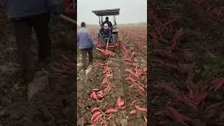 The wonderful process of harvesting sweet potatoes