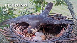 #28Falcon Nest Dorset Hobby Camera Live 2024