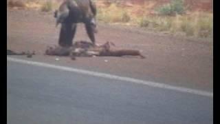 Wedgetail Eagle eating Kangaroo roadkill