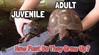 how long does it take red foot tortoise to grow up FINAL