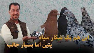 این هم یک شکار سیاه پتین اما بسیار جالب/0147Afghan Shawqi