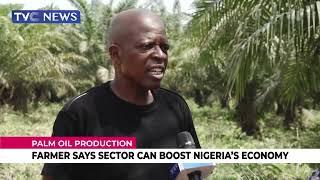 Palm Oil Production | Farmer Say Sector Can Boost Nigeria's Economy