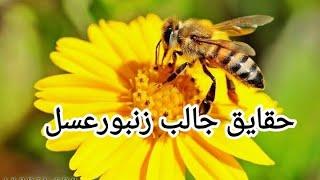 حقایق جالب درباره زنبورعسل 