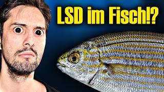 Poisonous fish from Europe gives you an LSD trip!