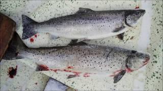 Taimenen talvikalastus: Joulupöytään suolaista. Trout winter fishing