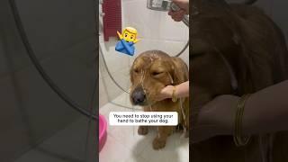 STOP using your hand to bathe your dog!!