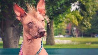 5 Weirdest Looking Hairless Animals | Weirdest Dog Breeds You Will Ever See