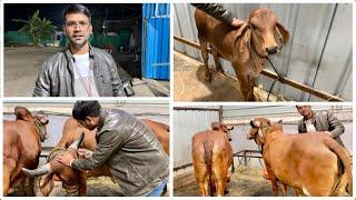 असली गिर गाय | A Short Tour of My Cow House | मेरी छोटी सी गौ शाला