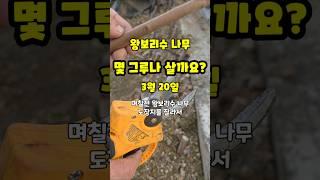 왕보리수나무 23개 꺾곶이 했습니다 농튜브 자연울림 #shorts