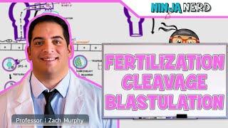 Embryology | Fertilization, Cleavage, Blastulation