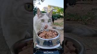 Whisker Wheels: Feeding Cats with RC Car| MEOWZA #cat #funnycats #shorts