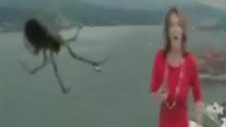 Giant Spider Scares News Reporter Blooper