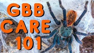 Green Bottle Blue Tarantula Care | Good tarantulas for beginners? The Chromatopelma cyaneopubescens