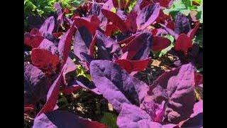 ⟹ Red Orach | Atriplex hortensis | A BEAUTIFUL PLANT! #Orach