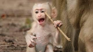 cute baby monkey