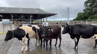 Take a look inside the 950-cow dairy unit in Co Galway